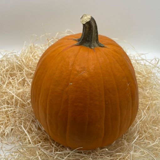 Immagine di Zucca  Halloween