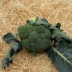 Immagine di Broccoletto