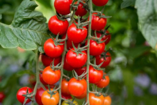 Immagine di Pomodoro Ciliegino Terre Saline