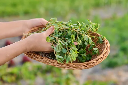 Immagine di Portulaca
