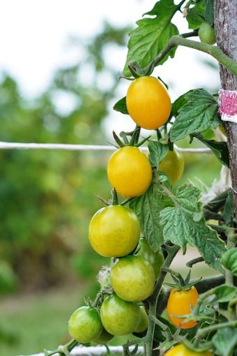 Immagine di Pomodoro Datterone Giallo