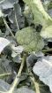 Immagine di Broccoletto