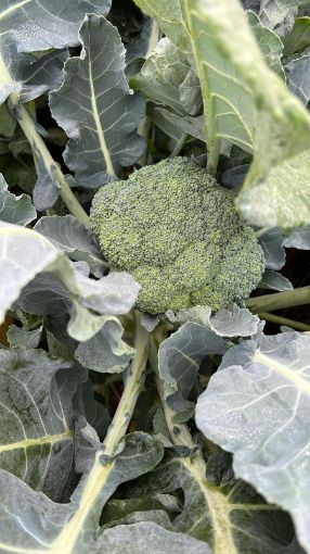 Immagine di Broccoletto