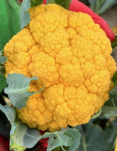 Immagine di Cavolfiore Giallo