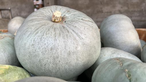 Immagine di Zucca Delica Moon