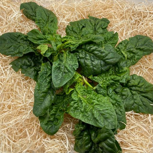 Immagine di SPINACI