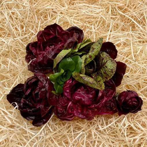 Immagine di CICORIA GRUMOLO ROSSO