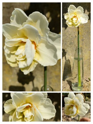 Immagine di Narciso Acropolis