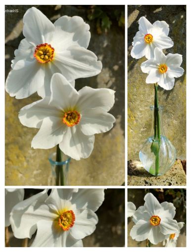 Immagine di Narciso dei poeti