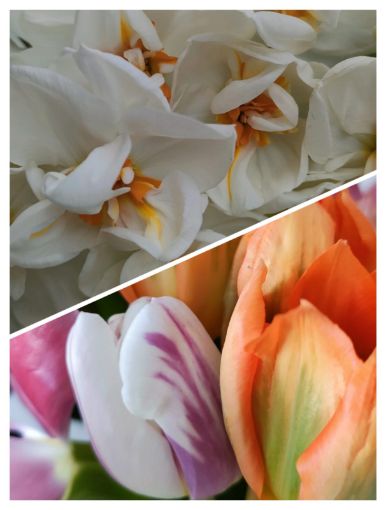 Immagine di Promo 1 mazzo Tulipani e 1 mazzo Narcisi