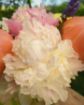 Immagine di Mazzo 6 Peonie