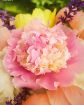 Immagine di Mazzo 6 Peonie