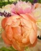 Immagine di Mazzo 6 Peonie
