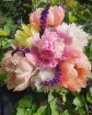 Immagine di Mazzo 6 Peonie