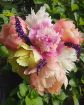 Immagine di Mazzo 6 Peonie
