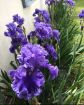 Immagine di Iris ondulato "Sea Power" (2 rizomi)