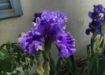 Immagine di Iris ondulato "Sea Power" (2 rizomi)