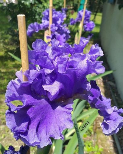 Immagine di Iris ondulato "Sea Power" (2 rizomi)