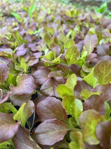 Immagine di lattughino 200 gr.