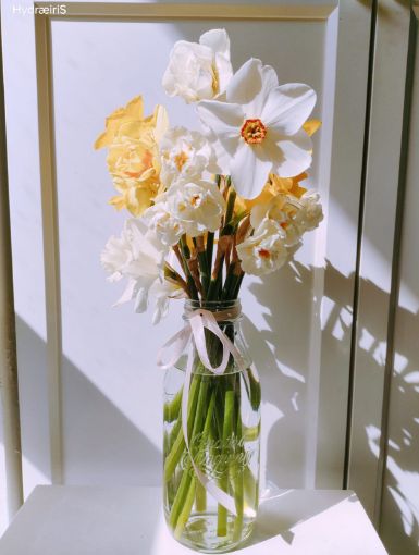 Immagine di Mazzo Narcisi misti 15 steli