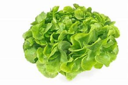 Immagine di Lattuga foglia di quercia verde