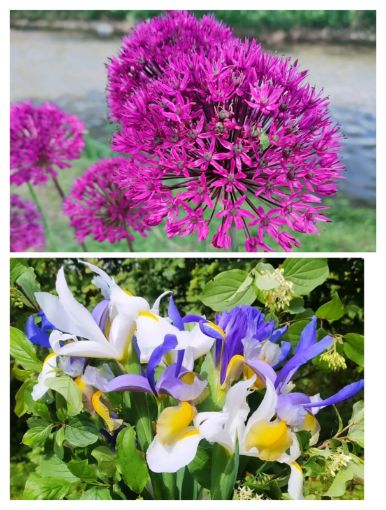 Immagine di MAZZO IRIS ALLIUM E CORNUS