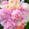 Immagine di Mazzo Peonie 5 STELI