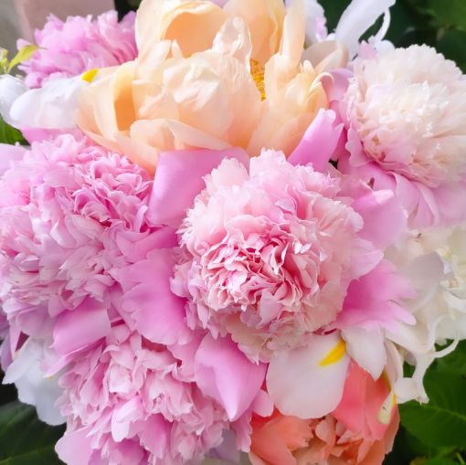 Immagine di Mazzo Peonie 5 STELI