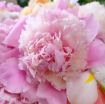 Immagine di Mazzo Peonie 5 STELI