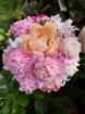 Immagine di Mazzo Peonie 5 STELI