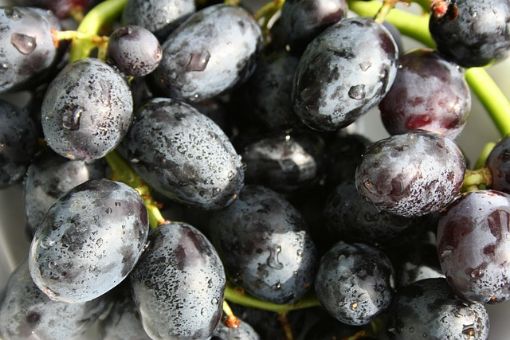 Immagine di Uva Nera