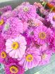 Immagine di MAZZO ZINNIE Benary's giant