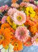 Immagine di MAZZO ZINNIE Benary's giant