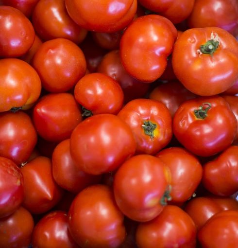 Immagine di Pomodoro Insalataro Avicenna