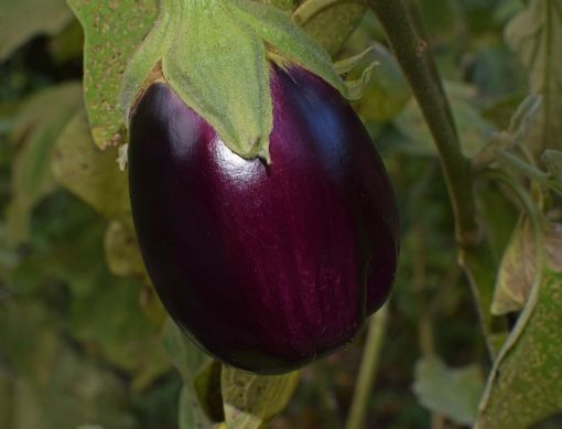 Immagine di Melanzane viola