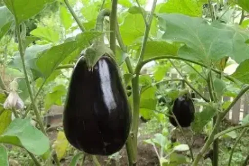 Immagine di Melanzane viola