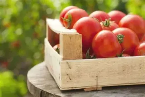 Immagine di POMODORO TONDO