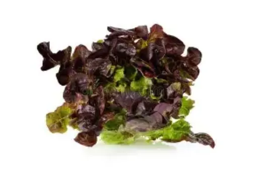 Immagine di LattugaFoglia di quercia rossa