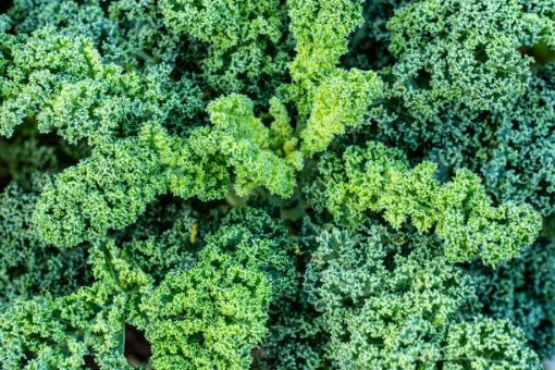 Immagine di Cavolo Riccio Verde