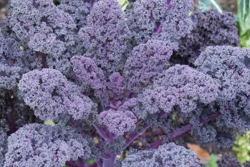 Immagine di Cavolo Riccio Viola
