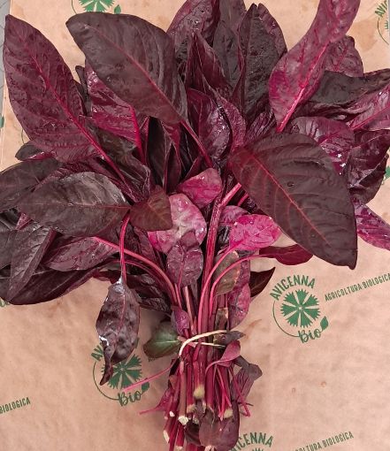 Immagine di AMARANTO