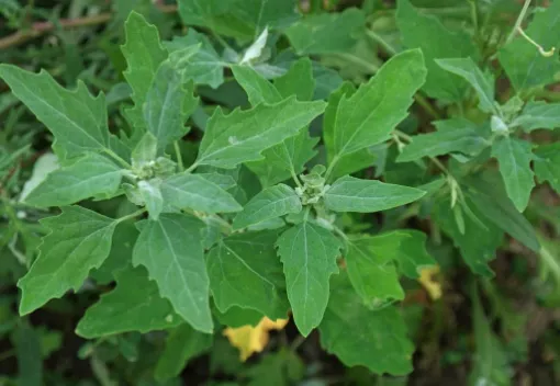 Immagine di FARINELLO