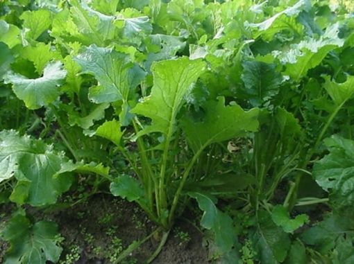 Immagine di CIME DI RAPA