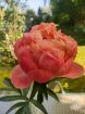 Immagine di PEONIE CORALLO