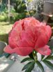 Immagine di PEONIE CORALLO