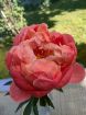 Immagine di PEONIE CORALLO