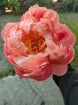 Immagine di PEONIE CORALLO