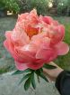 Immagine di PEONIE CORALLO