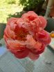 Immagine di PEONIE CORALLO