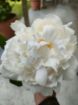Immagine di PEONIE BIANCHE FESTIVA MAXIMA
